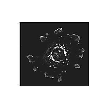 Anti-Asap1 (RABBIT) Antibody, 100µg, Liquid (sterile filtered)