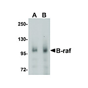 Anti-B-raf (CHICKEN) Antibody, 100µg, Liquid (sterile filtered)