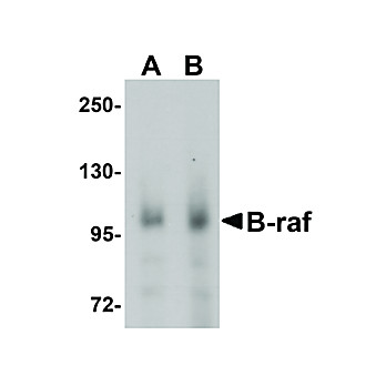 Anti-B-raf (CHICKEN) Antibody, 100µg, Liquid (sterile filtered)