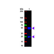 F(ab')2 Anti-SWINE IgG (H&L) (RABBIT) Antibody Fluorescein Conjugated, 20mg, Lyophilized
