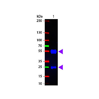 F(ab')2 Anti-SWINE IgG (H&L) (RABBIT) Antibody Fluorescein Conjugated, 20mg, Lyophilized