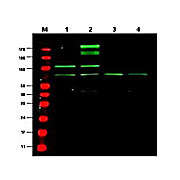 Anti-RREB1 (RABBIT) Antibody, 500µg, Liquid (sterile filtered)