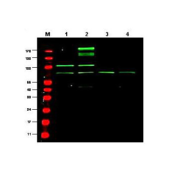 Anti-RREB1 (RABBIT) Antibody, 500µg, Liquid (sterile filtered)