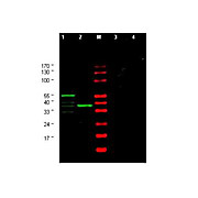 Anti-CHK1 Yeast (RABBIT) Antibody, 100µg, Liquid (sterile filtered)