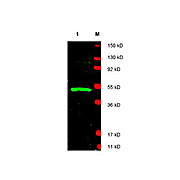 Anti-LDB1 (CLIM2) (RABBIT) Antibody, 100µg, Liquid (sterile filtered)