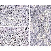 Anti-Human IL-1ß (RABBIT) Antibody, 1mg, Liquid (sterile filtered)