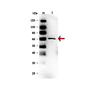 Anti-Bovine Serum Albumin (MOUSE) Monoclonal Antibody (BSA), 500µg, Liquid (sterile filtered)
