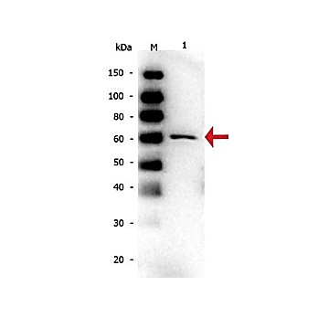 Anti-Bovine Serum Albumin (MOUSE) Monoclonal Antibody (BSA), 500µg, Liquid (sterile filtered)