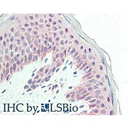 Anti-Glypican 1 (RABBIT) Antibody, 100µg, Liquid (sterile filtered)