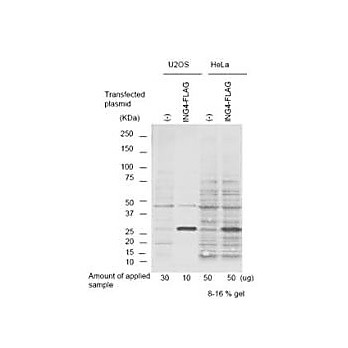 Anti-p29 ING4 (GOAT) Antibody, 100µg, Liquid (sterile filtered)
