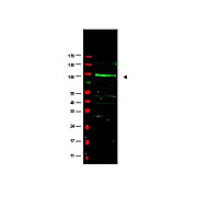 Anti-F-Box Only Protein 9 (RABBIT) Antibody, 100µg, Liquid (sterile filtered)