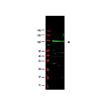 Anti-F-Box Only Protein 9 (RABBIT) Antibody, 100µg, Liquid (sterile filtered)