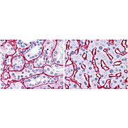 Anti-Collagen Type IV (RABBIT) Antibody, 25µL, Liquid (sterile filtered)