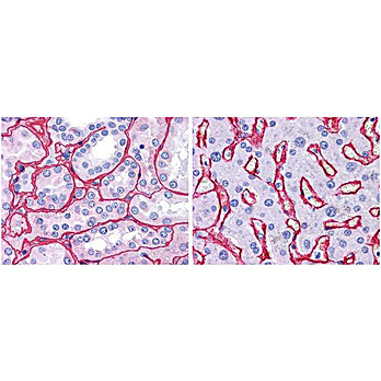 Anti-Collagen Type IV (RABBIT) Antibody, 25µL, Liquid (sterile filtered)