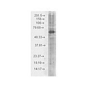 Anti-Hsp70 (CHICKEN) Antibody, 100µg, Liquid (sterile filtered)