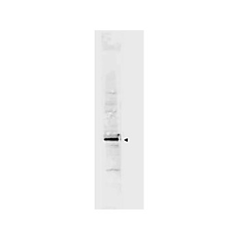 Anti-Cyclin L2 (isoform 1) [RABBIT] Antibody, 100µg, Liquid (sterile filtered)