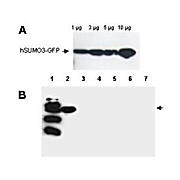 Anti-SUMO-3 (RABBIT) Antibody, 500µg, Lyophilized