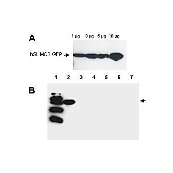 Anti-SUMO-3 (RABBIT) Antibody, 500µg, Lyophilized
