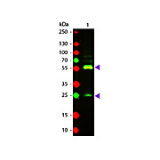 Anti-BIOTIN (GOAT) Antibody Texas Red™ Conjugated, 1mg, Lyophilized