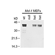 Anti-Mcl-1 (RABBIT) Antibody, 25µL, Liquid (sterile filtered)