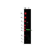 Anti-PPAR gamma 2 (N-terminal specific) (RABBIT) Antibody, 100µg, Liquid (sterile filtered)