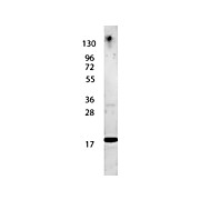 Anti-Human IL-7 (RABBIT) Antibody, 100µg, Lyophilized