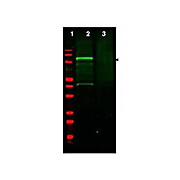Anti-GGA3 (RABBIT) Antibody, 100µg, Liquid (sterile filtered)