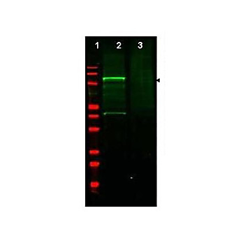 Anti-GGA3 (RABBIT) Antibody, 100µg, Liquid (sterile filtered)