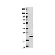 Anti-Human IL-29 (RABBIT) Antibody, 100µg, Lyophilized