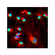 Anti-BMI1 (GOAT) Antibody, 100µg, Liquid (sterile filtered)