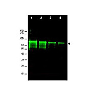 Anti-Mre11 (RABBIT) Antibody, 100µg, Liquid (sterile filtered)
