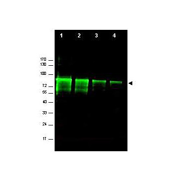 Anti-Mre11 (RABBIT) Antibody, 100µg, Liquid (sterile filtered)