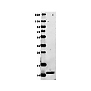 Anti-Mouse MIP-1a (RABBIT) Antibody, 100µg, Lyophilized