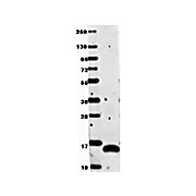 Anti-Human VEGF-121 (RABBIT) Antibody, 100µg, Lyophilized