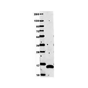 Anti-Human VEGF-121 (RABBIT) Antibody, 100µg, Lyophilized