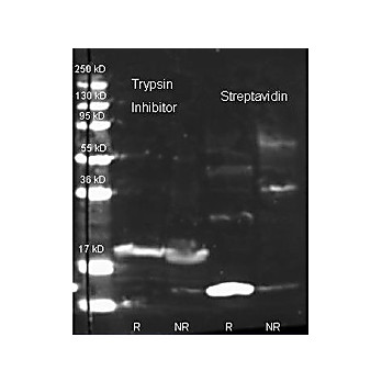 Anti-STREPTAVIDIN (RABBIT) Antibody Peroxidase Conjugated (BULK ORDER), 20mg, Lyophilized