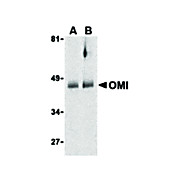 OMI Antibody 100µg
