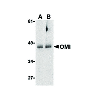 OMI Antibody 100µg