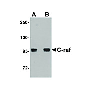 Anti-C-raf (CHICKEN) Antibody, 100µg, Liquid (sterile filtered)