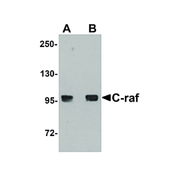 Anti-C-raf (CHICKEN) Antibody, 100µg, Liquid (sterile filtered)