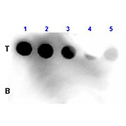 Anti-FLUORESCEIN (GOAT) Antibody Peroxidase Conjugated, 1mg, Lyophilized