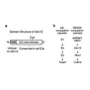Anti-Human UBC12 (RABBIT) Antibody, 100µg, Liquid (sterile filtered)