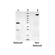 Anti-MOUSE SERUM ALBUMIN (RABBIT) Antibody, 1mg, Liquid (sterile filtered)