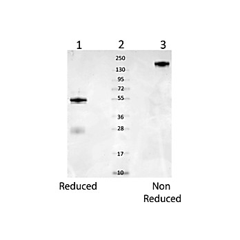 Anti-MOUSE SERUM ALBUMIN (RABBIT) Antibody, 1mg, Liquid (sterile filtered)