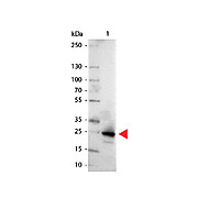 Anti-GFP (GOAT) Antibody Alkaline Phosphatase Conjugated, 1mg, Liquid (sterile filtered)