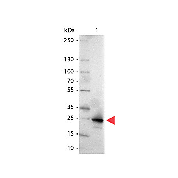 Anti-GFP (GOAT) Antibody Alkaline Phosphatase Conjugated, 1mg, Liquid (sterile filtered)