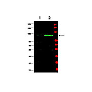 Anti-MDM2 (RABBIT) Antibody, 100µg, Liquid (sterile filtered)