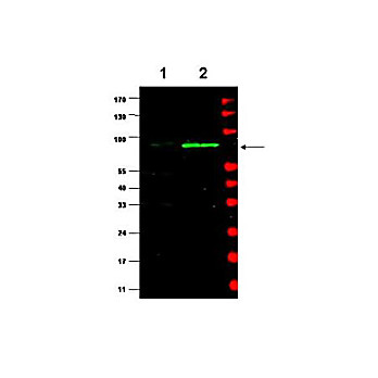 Anti-MDM2 (RABBIT) Antibody, 100µg, Liquid (sterile filtered)