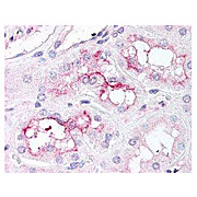 Anti-mTOR pS2448 (RABBIT) Antibody, 100µg, Liquid (sterile filtered)