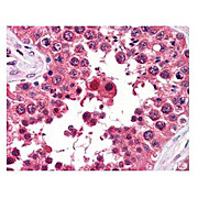 Anti-Aha1 (RAT) Monoclonal Antibody, 100µg, Liquid (sterile filtered)